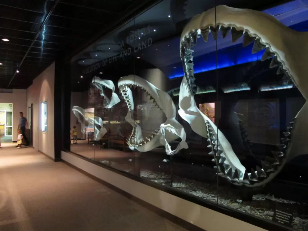 Florida Museum of Natural History