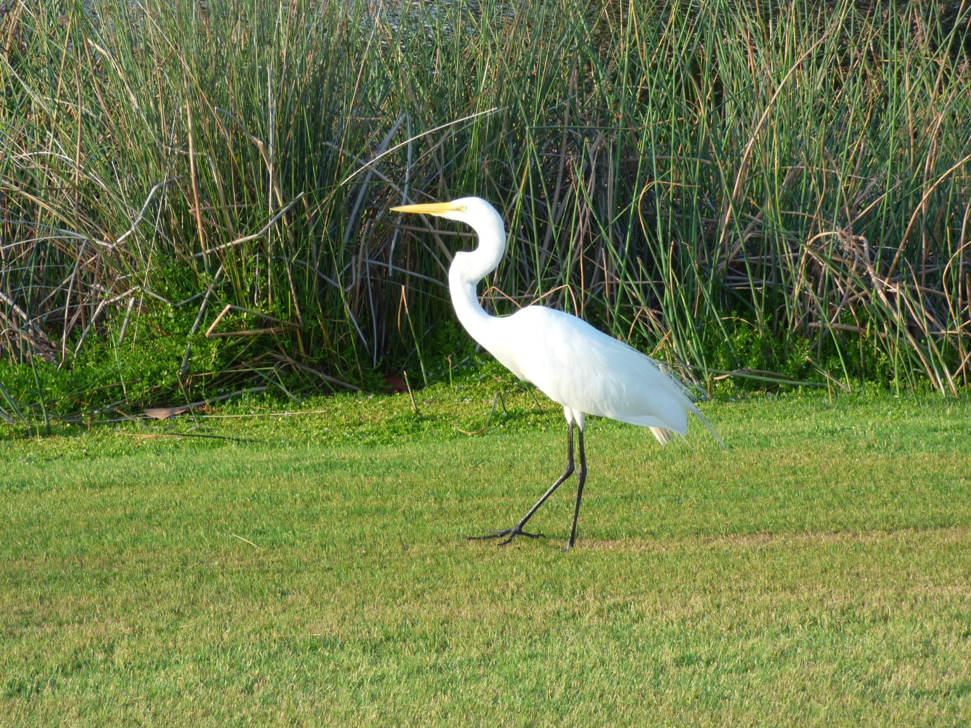Sweetwater Wetlands